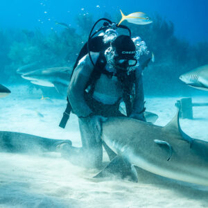 Feeder pinning a reef shark on the sand, others circling, Shark Junction, Grand Bahama, Bahamas