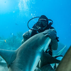 Feeder hugging a reef shark's head close to the camera, bubbles rising, Shark Junction, Grand Bahama, Bahamas