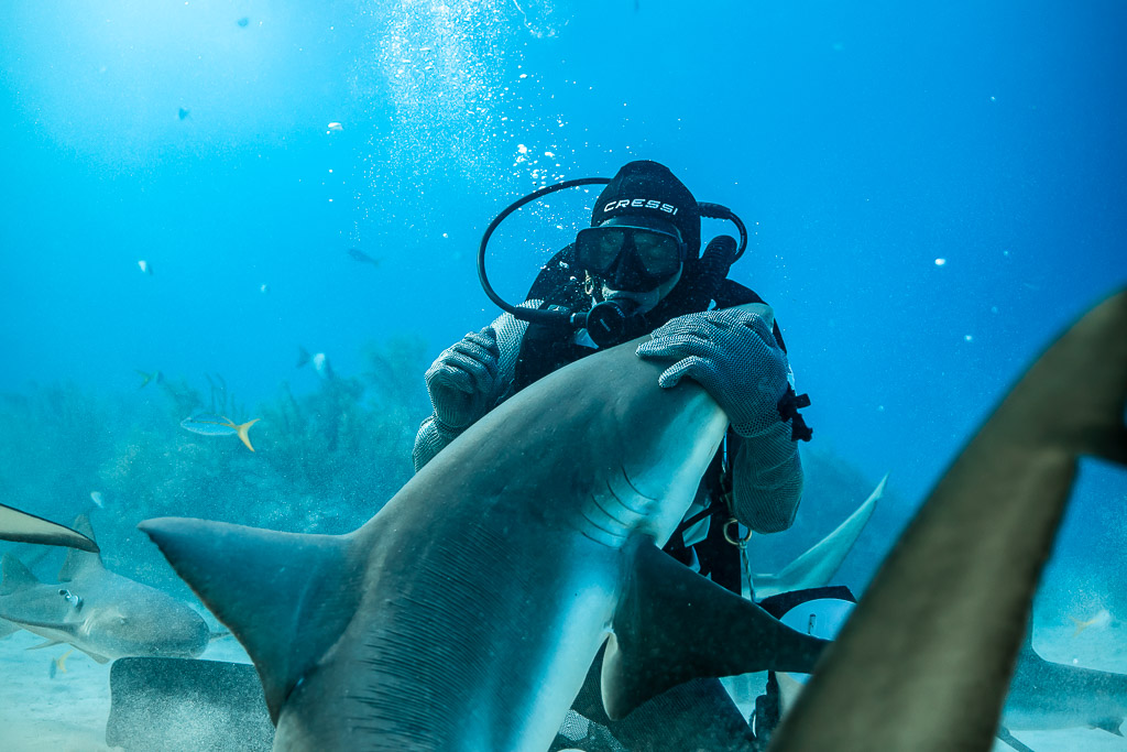 Feeder hugging a reef shark's head close to the camera, bubbles rising, Shark Junction, Grand Bahama, Bahamas