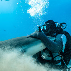 Feeder embracing a reef shark in a thick sand cloud, Shark Junction, Grand Bahama, Bahamas
