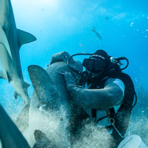 Shark held vertically against feeder's chest in suspended sand, Shark Junction, Grand Bahama, Bahamas