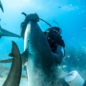 Feeder raising a reef shark head-up beside him, sharks passing, Shark Junction, Grand Bahama, Bahamas
