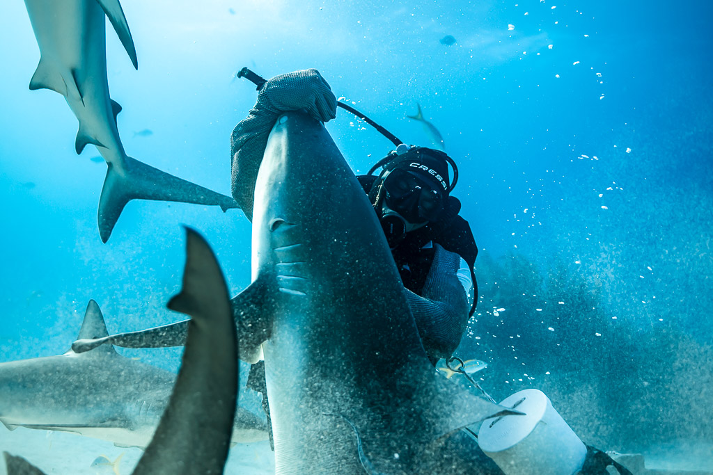 Feeder raising a reef shark head-up beside him, sharks passing, Shark Junction, Grand Bahama, Bahamas