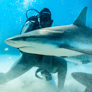 Caribbean reef shark sliding past kneeling feeder in sandy haze, Shark Junction, Grand Bahama, Bahamas