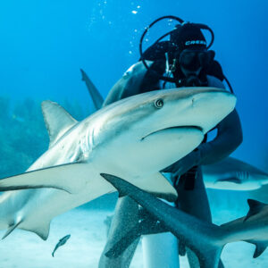 Caribbean reef shark rising in front of feeder, head toward camera, Shark Junction, Grand Bahama, Bahamas