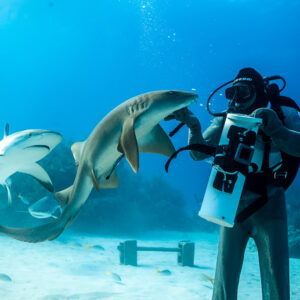 Nurse shark curling toward feeder's bait tube, reef shark in background, Shark Junction, Grand Bahama, Bahamas