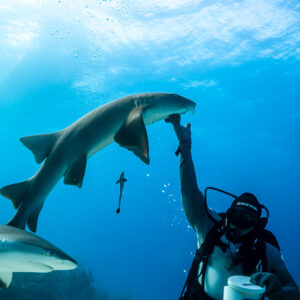Feeder raising an arm to a nurse shark under sunlit surface, remora nearby, Shark Junction, Grand Bahama, Bahamas