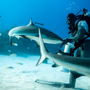 Caribbean reef sharks passing feeder with bait tube over sand, Shark Junction, Grand Bahama, Bahamas