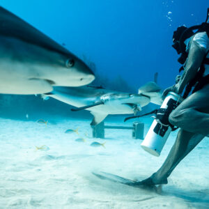 Reef shark close to camera as feeder steps forward, sharks behind, Shark Junction, Grand Bahama, Bahamas