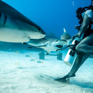 Blurred reef shark in foreground, feeder striding with bait tube, Shark Junction, Grand Bahama, Bahamas