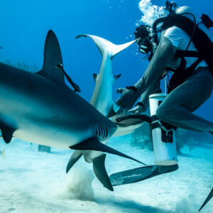 Caribbean reef shark rising to feeder's mask, another passing close, Shark Junction, Grand Bahama, Bahamas