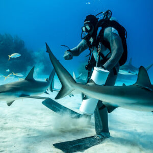 Reef sharks crisscrossing in front of standing feeder, puffs of sand, Shark Junction, Grand Bahama, Bahamas