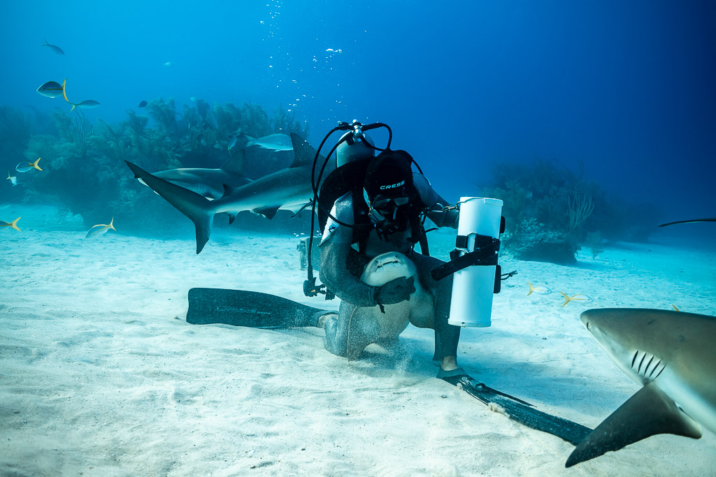 Nourrisseur agenouillé, un requin sur les genoux, requin de récif entrant dans le cadre, Shark Junction, Grand Bahama, Bahamas
