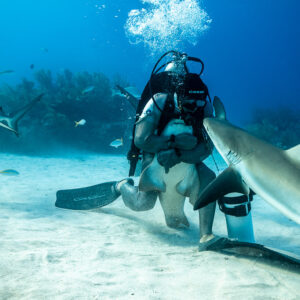 Reef shark passing kneeling feeder who cradles another shark, Shark Junction, Grand Bahama, Bahamas