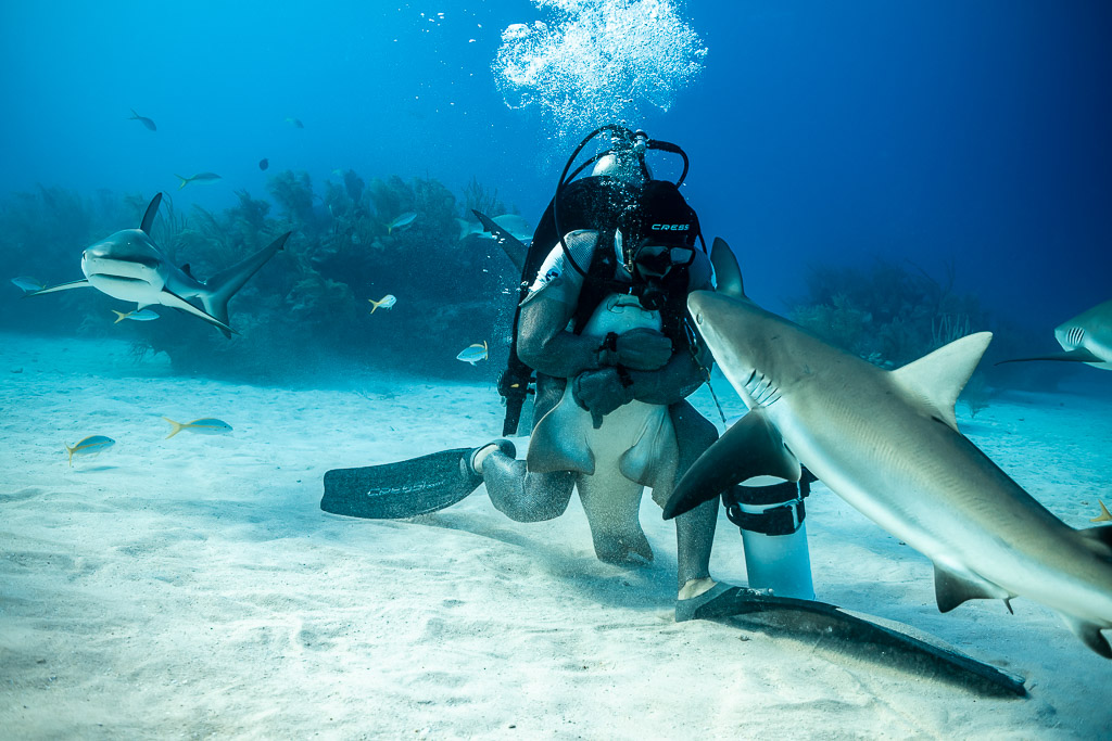 Reef shark passing kneeling feeder who cradles another shark, Shark Junction, Grand Bahama, Bahamas