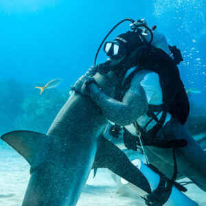 Feeder hugging an upright reef shark against him, close view, Shark Junction, Grand Bahama, Bahamas