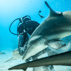 Caribbean reef shark sweeping past the camera beside kneeling feeder, Shark Junction, Grand Bahama, Bahamas