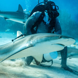 Caribbean reef shark in profile gliding before kneeling feeder, Shark Junction, Grand Bahama, Bahamas