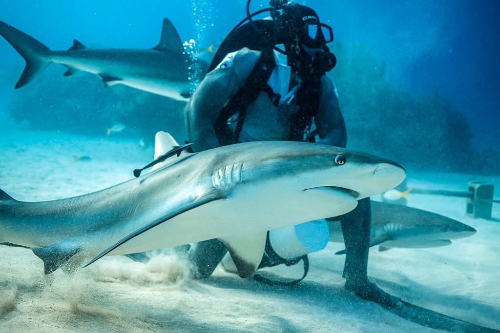 Caribbean reef shark in profile gliding before kneeling feeder, Shark Junction, Grand Bahama, Bahamas