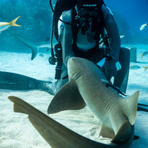 Nurse shark arching against kneeling feeder, vertical frame, Shark Junction, Grand Bahama, Bahamas