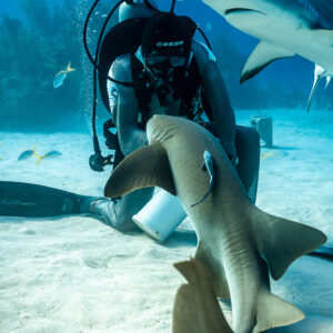 Nurse shark curling down beside feeder's knees, vertical, Shark Junction, Grand Bahama, Bahamas