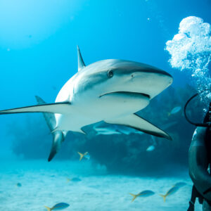 Caribbean reef shark cruising toward feeder's bubbles, vertical frame, Shark Junction, Grand Bahama, Bahamas
