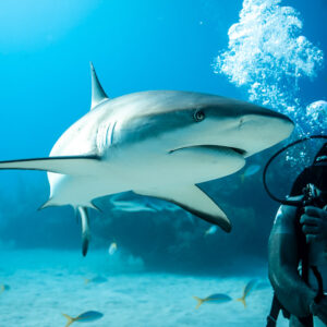 Reef shark passing feeder's face amid a bubble cloud, vertical, Shark Junction, Grand Bahama, Bahamas
