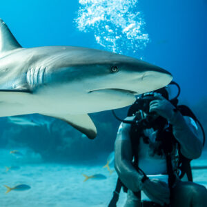 Caribbean reef shark gliding above seated feeder, bubble column, vertical, Shark Junction, Grand Bahama, Bahamas