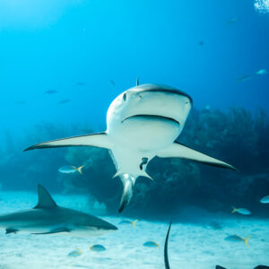 Head-on Caribbean reef shark approaching the camera over sand, vertical, Shark Junction, Grand Bahama, Bahamas