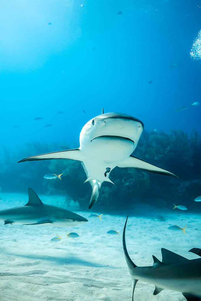 Head-on Caribbean reef shark approaching the camera over sand, vertical, Shark Junction, Grand Bahama, Bahamas