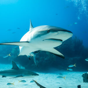 Head-on Caribbean reef shark with more sharks below, sunlit vertical frame, Shark Junction, Grand Bahama, Bahamas