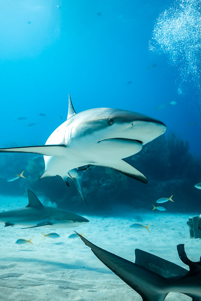 Head-on Caribbean reef shark with more sharks below, sunlit vertical frame, Shark Junction, Grand Bahama, Bahamas