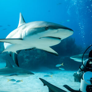 Caribbean reef shark in three-quarter view near feeder's bubbles, vertical, Shark Junction, Grand Bahama, Bahamas