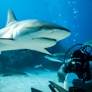 Reef shark crossing above seated feeder's head, vertical, Shark Junction, Grand Bahama, Bahamas