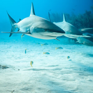 Deux requins de récif des Caraïbes nageant au ras du sable clair, vertical, Shark Junction, Grand Bahama, Bahamas