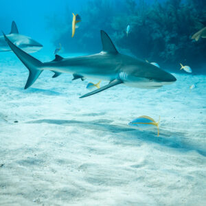 Lone Caribbean reef shark over sandy bottom near the reef, vertical, Shark Junction, Grand Bahama, Bahamas