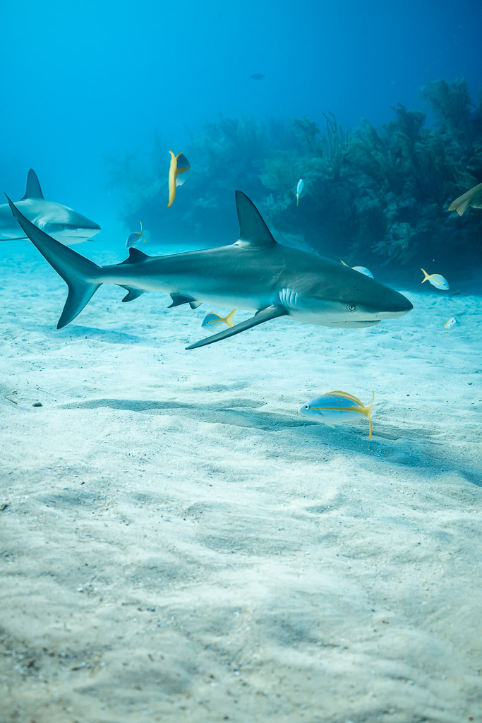 Lone Caribbean reef shark over sandy bottom near the reef, vertical, Shark Junction, Grand Bahama, Bahamas