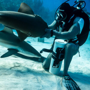 Nurse shark coming against seated feeder's hand, vertical frame, Shark Junction, Grand Bahama, Bahamas