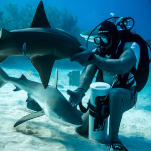 Seated feeder reaching out to an approaching reef shark, vertical, Shark Junction, Grand Bahama, Bahamas