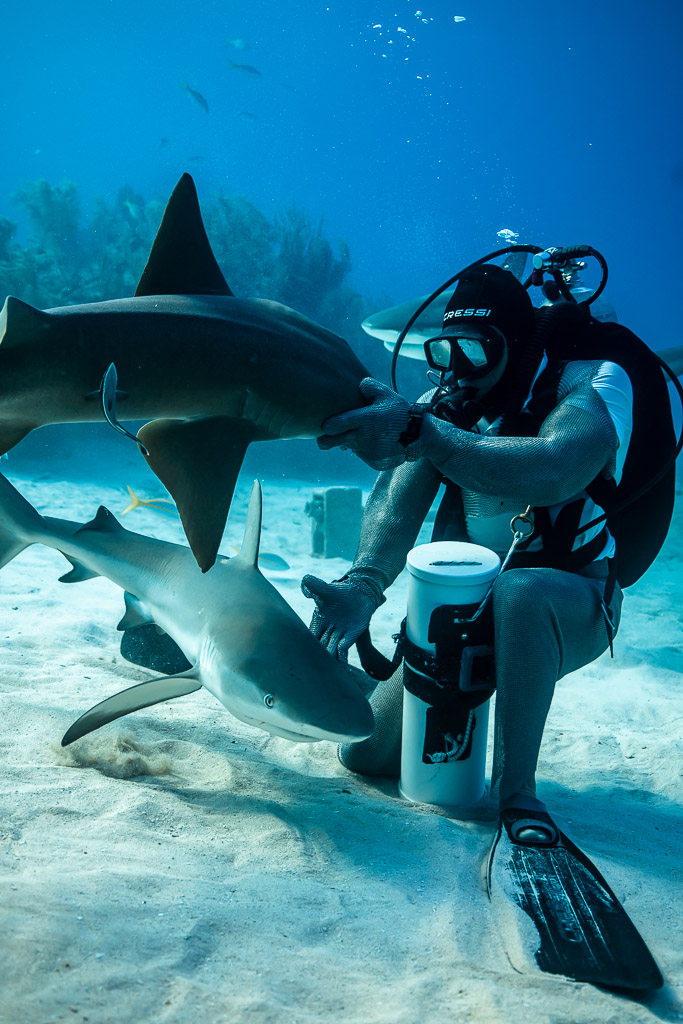 Seated feeder reaching out to an approaching reef shark, vertical, Shark Junction, Grand Bahama, Bahamas