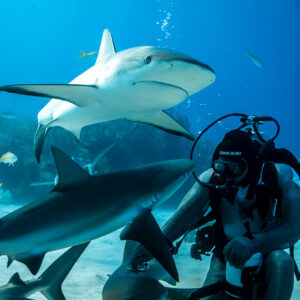 Reef sharks crowding seated feeder, one passing above, vertical, Shark Junction, Grand Bahama, Bahamas