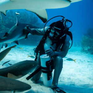 Caribbean reef shark overhead as seated feeder holds his bait tube, vertical, Shark Junction, Grand Bahama, Bahamas