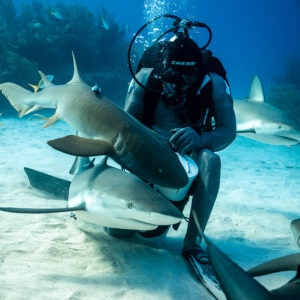 Seated feeder with a nurse shark and a reef shark at his knees, vertical, Shark Junction, Grand Bahama, Bahamas
