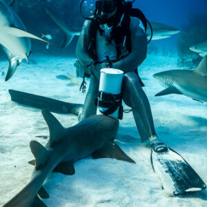 Nurse shark resting at the feet of seated feeder, vertical, Shark Junction, Grand Bahama, Bahamas