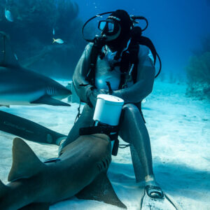 Nurse shark nosing under seated feeder's bait tube, vertical, Shark Junction, Grand Bahama, Bahamas