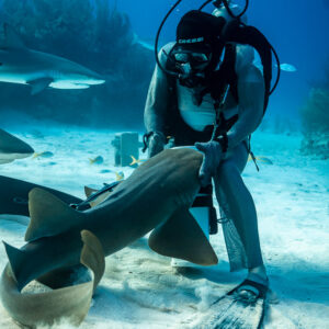 Nurse shark stirring sand at seated feeder's fins, vertical, Shark Junction, Grand Bahama, Bahamas