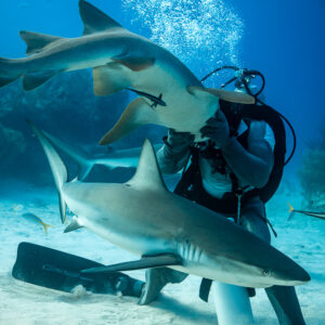 Nurse shark above and reef shark below seated feeder in bubbles, vertical, Shark Junction, Grand Bahama, Bahamas