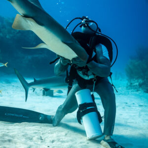 Shark feeder in chain mail holding a nurse shark against his shoulder, Shark Junction, Grand Bahama, Bahamas