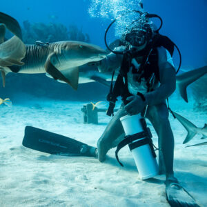 Nurse shark nosing at the shark feeder's mask under a column of bubbles, Shark Junction, Grand Bahama, Bahamas