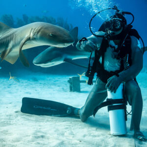Nurse shark gliding past a kneeling chain-mail feeder, reef sharks behind, Shark Junction, Grand Bahama, Bahamas